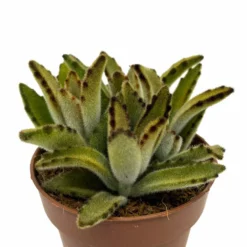 Kalanchoe Tomentosa 'chocolate-soldier' Cactus Y Suculentas M8,5 cm Ø