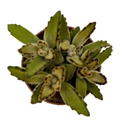 Kalanchoe Tomentosa 'chocolate-soldier' Cactus Y Suculentas M8,5 cm Ø