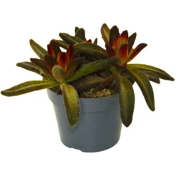 Kalanchoe Tormentosa Rubra Planta Suculenta De Hojas Rojizas Para Interiores