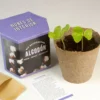Kit Autocultivo de Algodón Cultiva tu Propia Planta en Casa | Regalo Original y Decorativo - Resetea