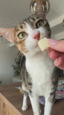 Kit Cat Yogurt Yums Liofilizado Queso 10g (10 unidades)