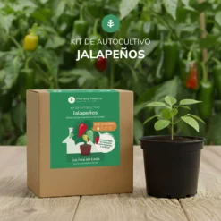 Kit de autocultivo Jalapeños Planeta Huerto