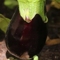 Kit De Cultivo De Berenjena Larga Negra Grow Me – Huerto Urbano Ecológico