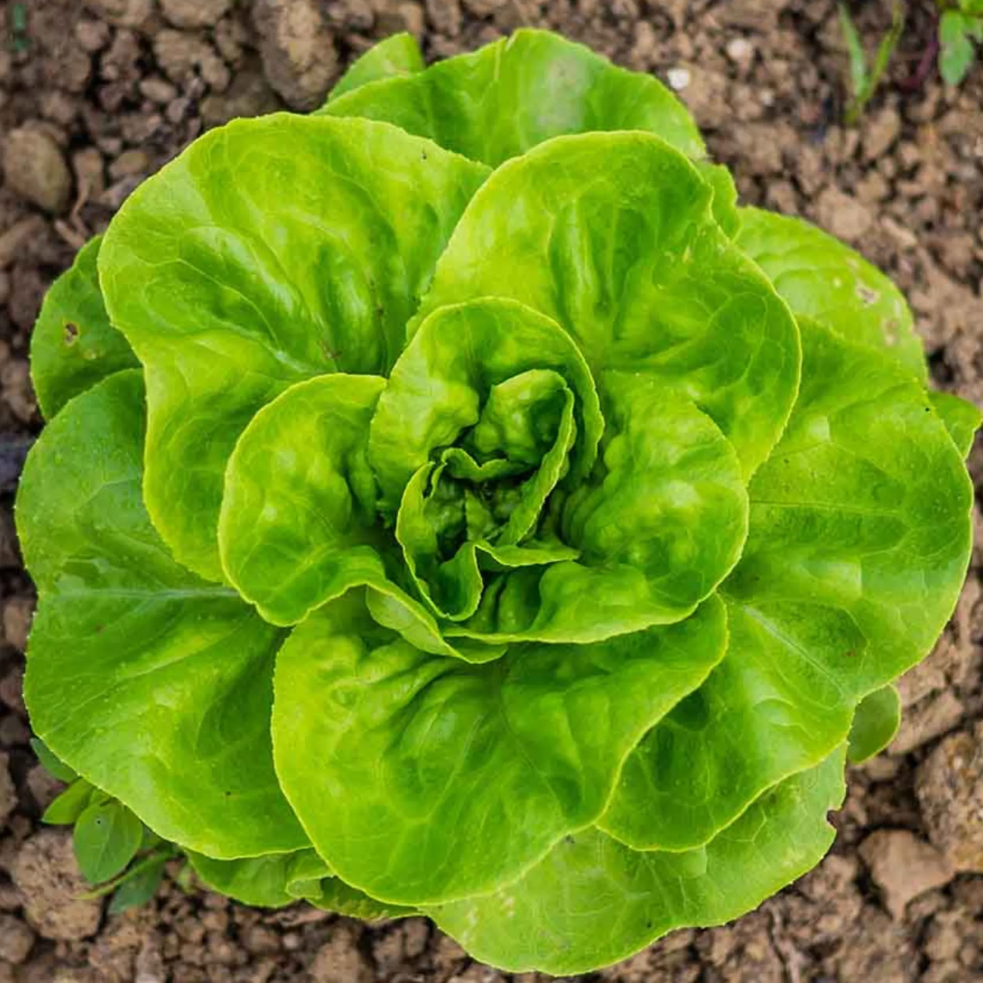 Kit De Cultivo De Lechuga Trocadero