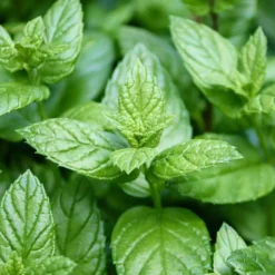 Kit De Cultivo De Menta Piperita Grow Me – Huerto Urbano Ecológico