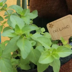 Kit De Cultivo De Orégano Grow Me – Huerto Urbano Ecológico