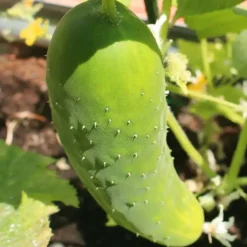 Kit De Cultivo De Pepino Largo Verde Grow Me – Huerto Urbano Ecológico