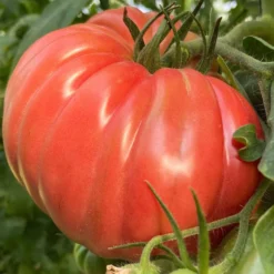 Kit De Cultivo De Tomate Rosado Grow Me – Huerto Urbano Ecológico