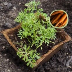 Kit De Cultivo De Zanahoria Nantesa Grow Me – Huerto Urbano Ecológico