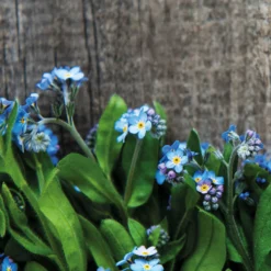 Kit de Cultivo Flor del Amor Eterno Cultiva un Símbolo de Amor Verdadero - Resetea
