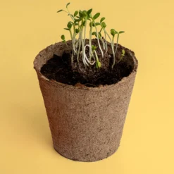 Kit de Cultivo Urban Flowers Amarillas Alhelí Dorado, Hinojo y Meliloto | Semillas para Interior y Exterior - Resetea