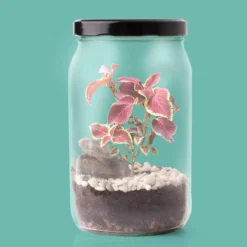 Kit Terrarium DIY – Mini Jardín Ecosistema Natural para Casa, Regalo Decorativo Original - Resetea