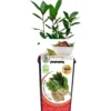 Laurel En Maceta 2 L. Natural - Fitoralia