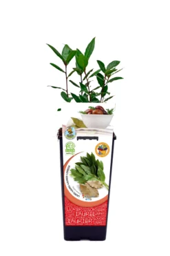 Laurel En Maceta 2 L. Natural - Fitoralia