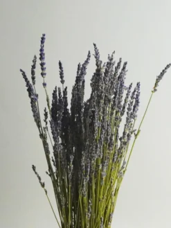 Lavanda Seca