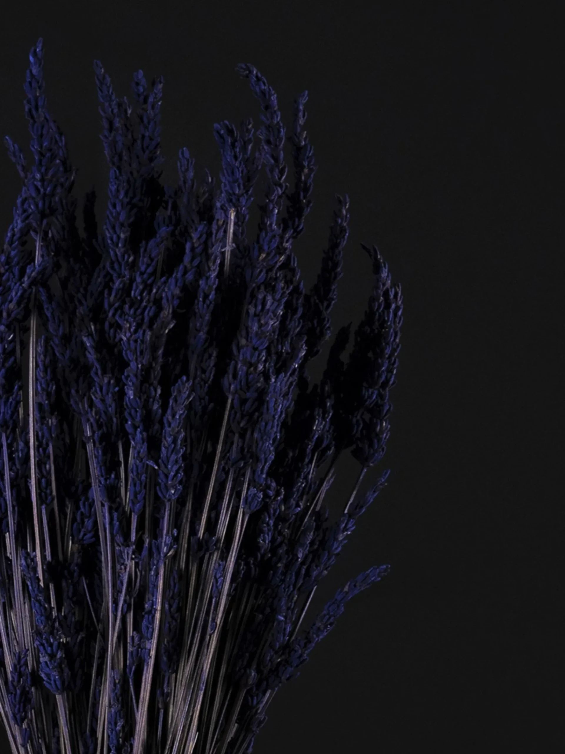 Lavanda Seca