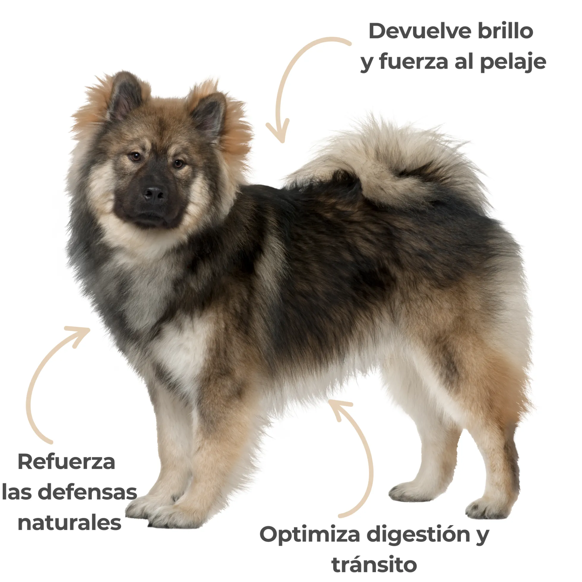 Levadura de cerveza ECO para perros y gatos – Piel y pelaje – 100 g