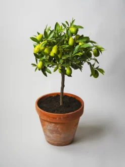Limonero Citrofortunella