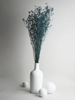 Limonium Preservado
