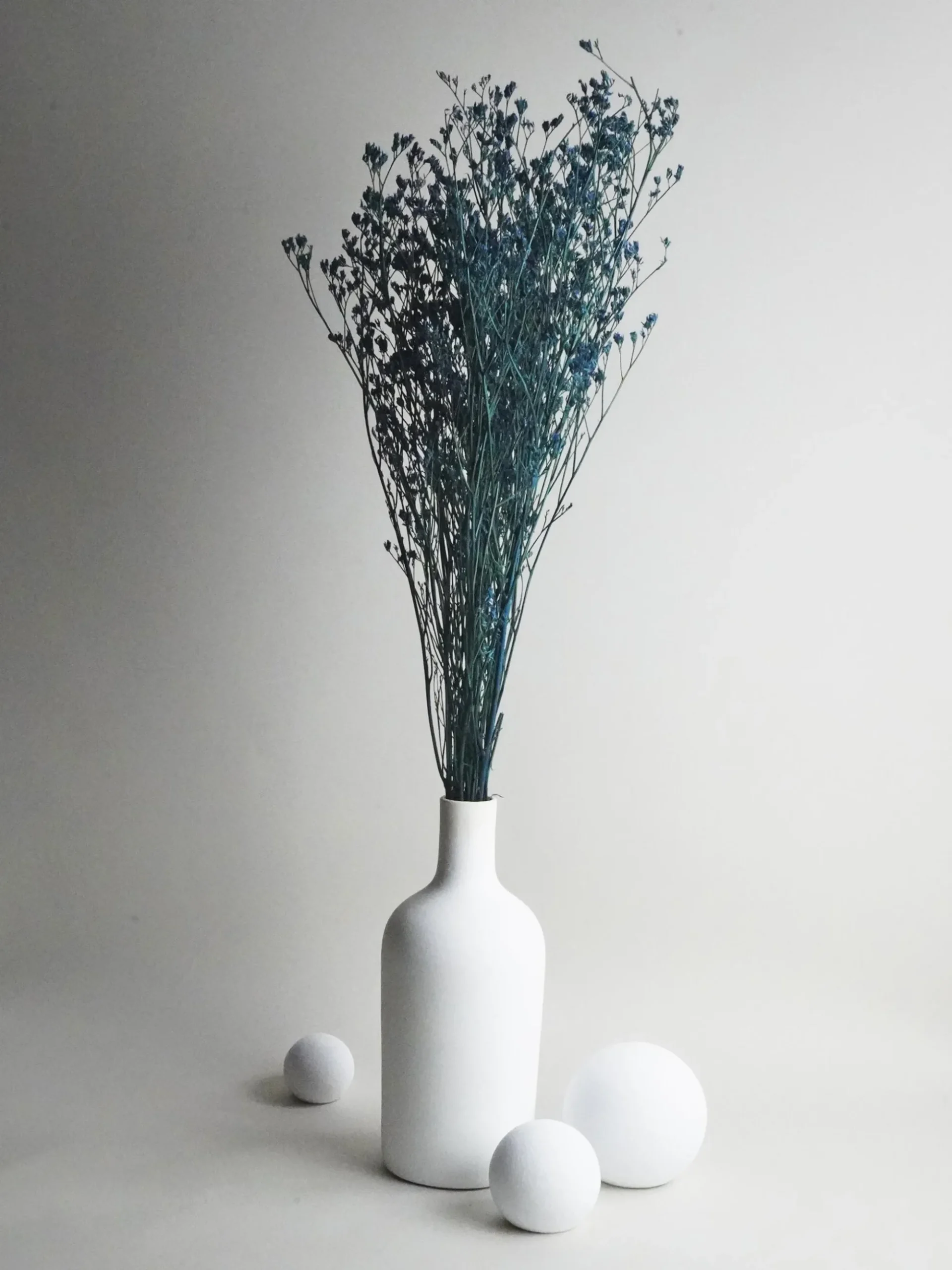 Limonium Preservado