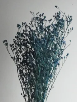 Limonium Preservado