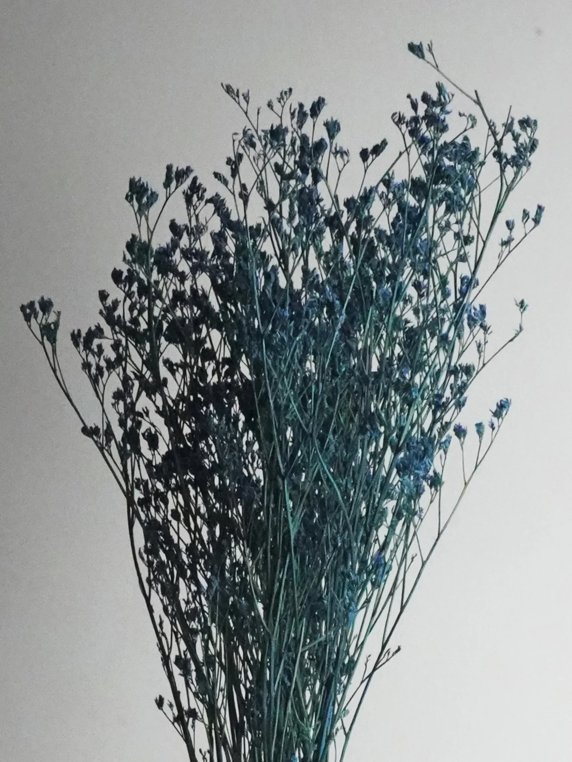 Limonium Preservado