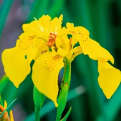 Lirio Amarillo - Iris Pseudacorus - 12 Plantas