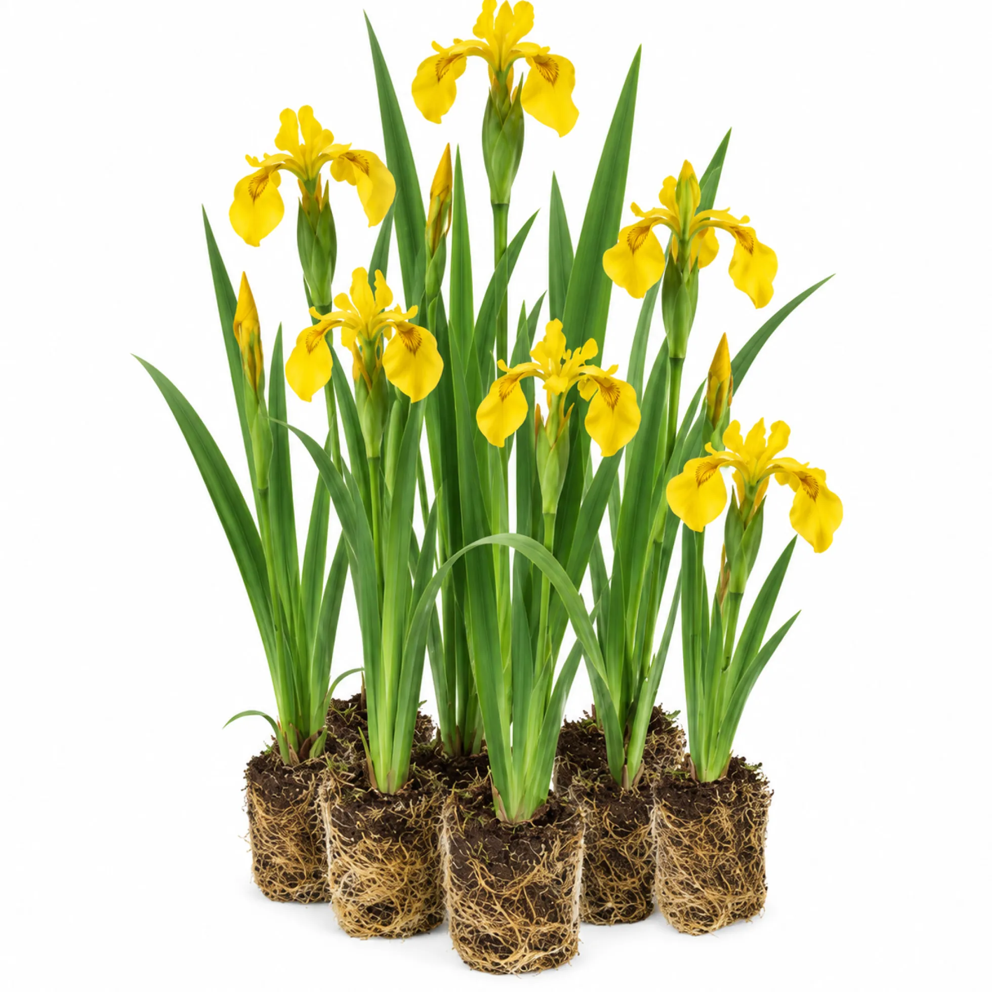 Lirio Amarillo - Iris Pseudacorus - 12 Plantas