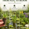 Lirio Amarillo Iris Pseudacorus Estanque - Set 4 Plantas Con Cesta Y Sustrato