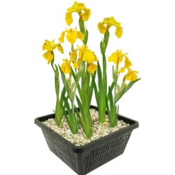 Lirio Amarillo Iris Pseudacorus Estanque - Set 4 Plantas Con Cesta Y Sustrato
