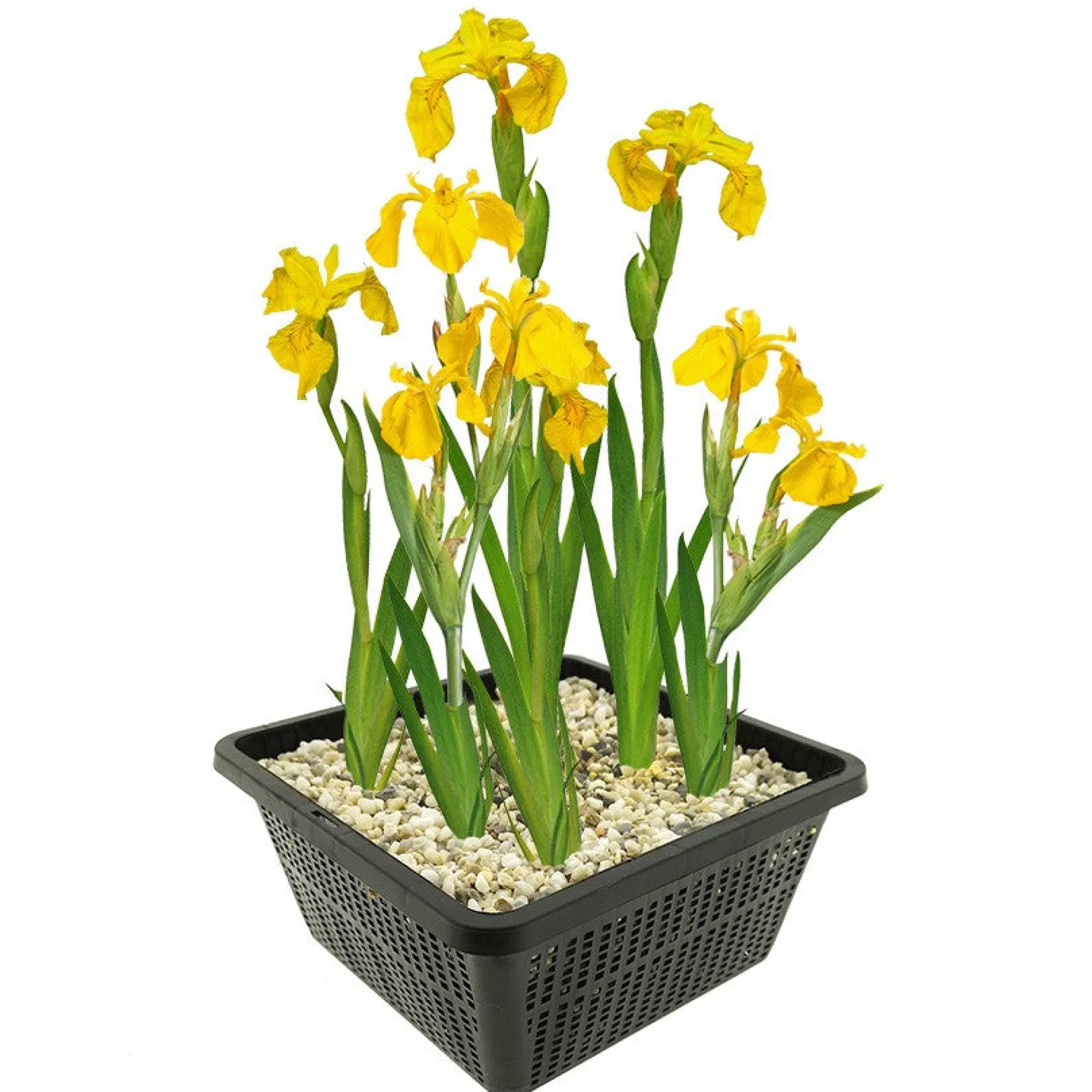 Lirio Amarillo Iris Pseudacorus Estanque - Set 4 Plantas Con Cesta Y Sustrato
