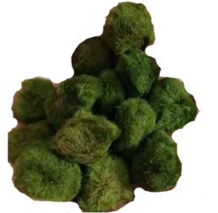 Lote 10 Bolas Marimo Moss Cladophora 2-3 Cm