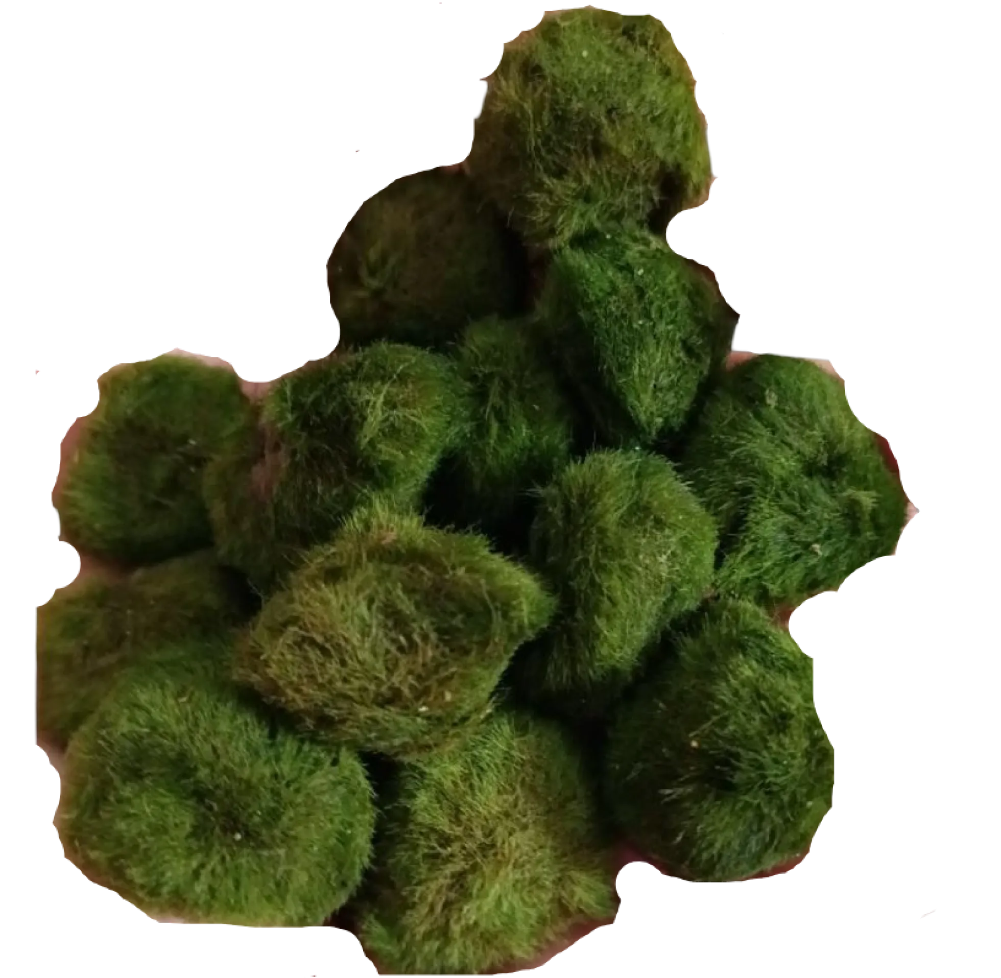 Lote 10 Bolas Marimo Moss Cladophora 2-3 Cm