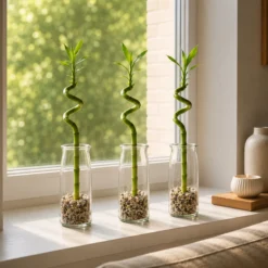 Lucky Bamboo (bambú) 3x Dracaena Sanderiana - Planta, Vidrio Y Piedras - 40-45cm