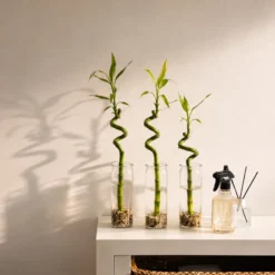 Lucky Bamboo (bambú) 3x Dracaena Sanderiana - Planta, Vidrio Y Piedras - 40-45cm