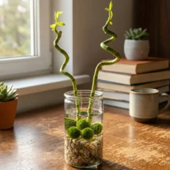 Lucky Bamboo Set De 2 - Vaso, Piedras Y 5 Bolas De Musgo Marimo - 40cm