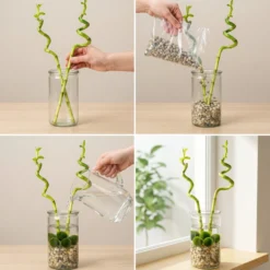 Lucky Bamboo Set De 2 - Vaso, Piedras Y 5 Bolas De Musgo Marimo - 40cm
