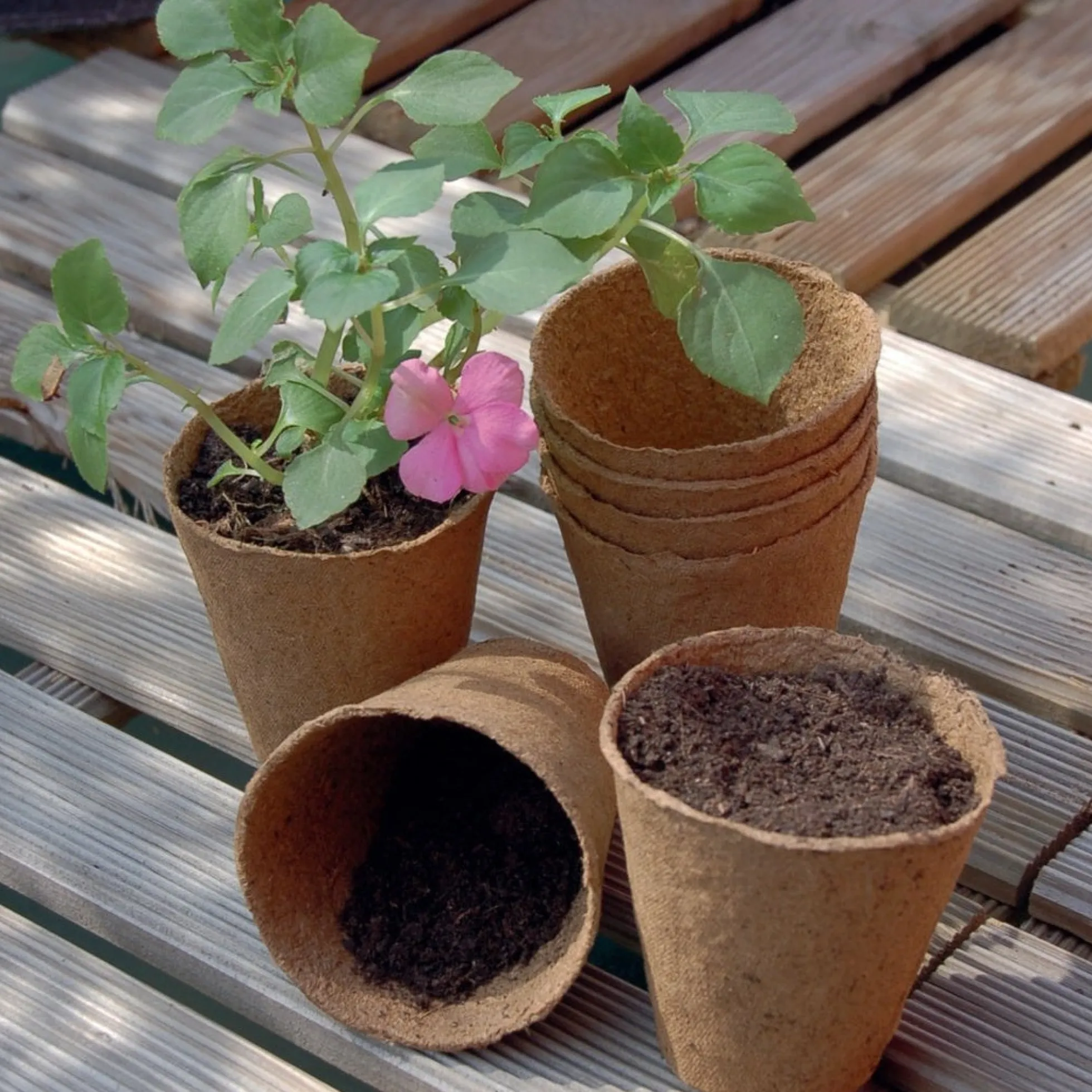 Maceta Compostable Nort Growing Pot Ø 6 Cm 24 Uds Nortene