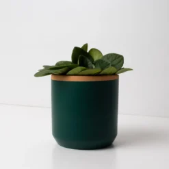 Macetero de Terracota Verde Helecho 13 cm – Hecho a Mano por Artesanos, Maceta Decorativa - Resetea