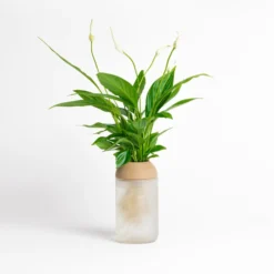 Macetero Transparente Citysens Con Planta Y Soporte De Pino – Blanco Matizado, Vidrio Reutilizado Y Biofilamento 3d