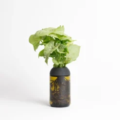 Macetero Transparente Citysens Con Planta Y Soporte De Ébano – Ámbar, Vidrio Reutilizado Y Biofilamento De Madera 3d