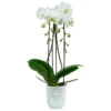Macetero Vibes Fold Orquídea Elho high 12,5cm transparente