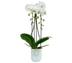 Macetero Vibes Fold Orquídea Elho high 12,5cm transparente