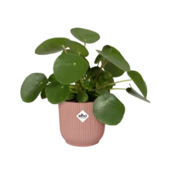 Macetero vibes fold round delicate pink Elho 18 cm