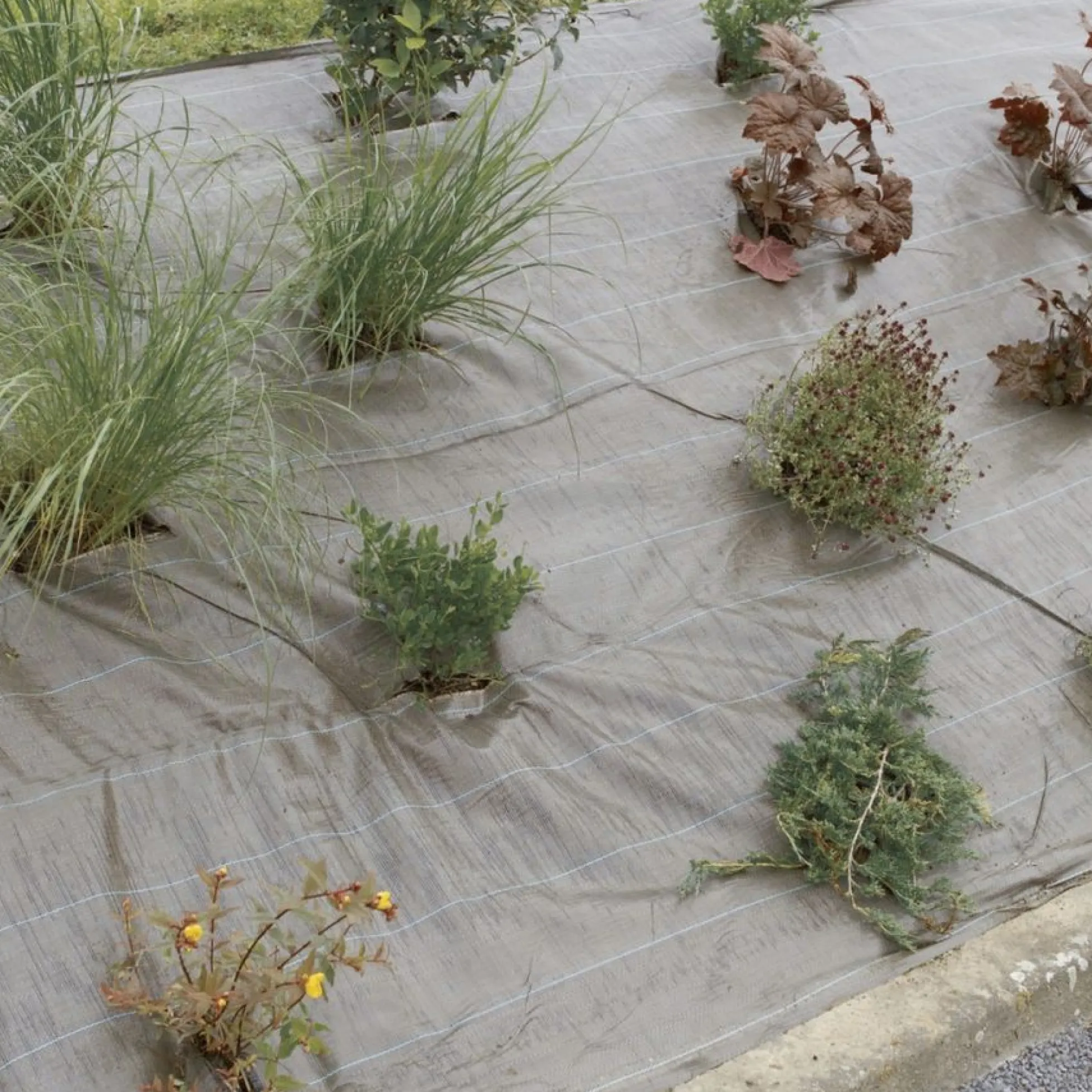 Malla Antihierbas Weedsol 1,25x25m Marrón Nortene