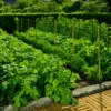 Malla Para Entutorar Trellinet 2x100 M Verde Nortene