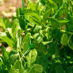 Malla Para Entutorar Trellinet 2x25 M Verde Nortene