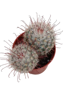 Mammillaria Bombycina Cactus Ø5 Planta Natural