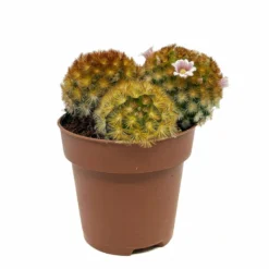 Mammillaria Carmenae Var. Rubrispina Cactus Y Suculentas M8,5 cm Ø