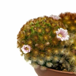 Mammillaria Carmenae Var. Rubrispina Cactus Y Suculentas M8,5 cm Ø